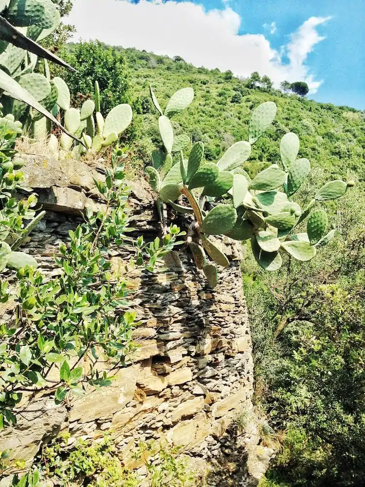 The Hike-Cinque Terre-Italie