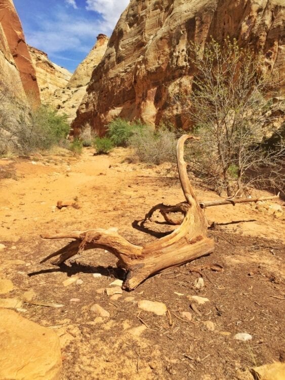 Capitol Reef 3