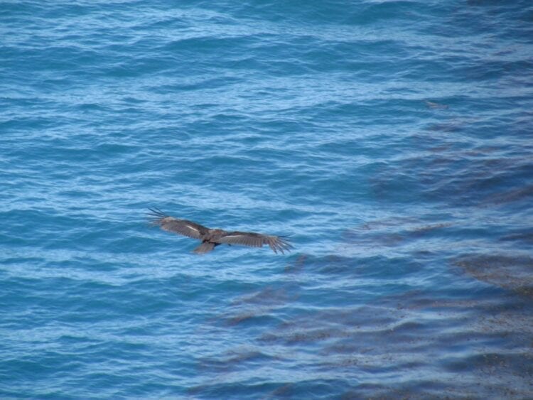 Partington Cove Trail-Big Sur-The Hike1