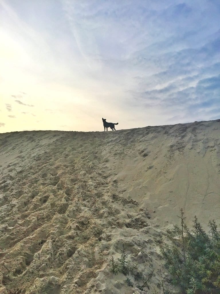 mooie strandwandeling duinenrij