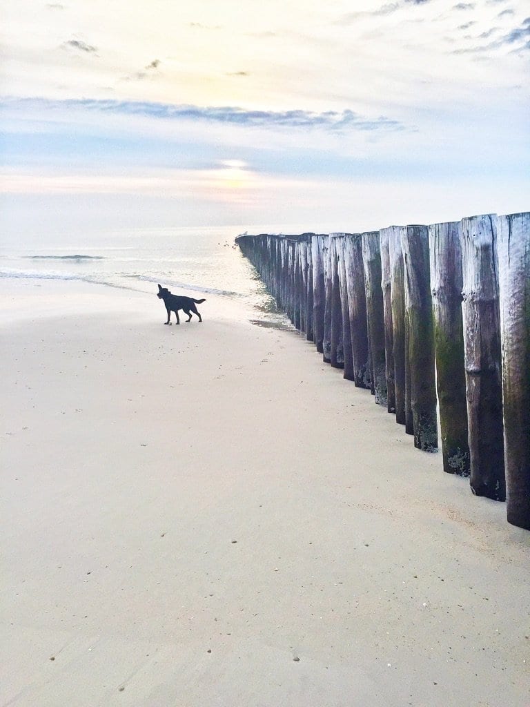 mooie strandwandeling hond