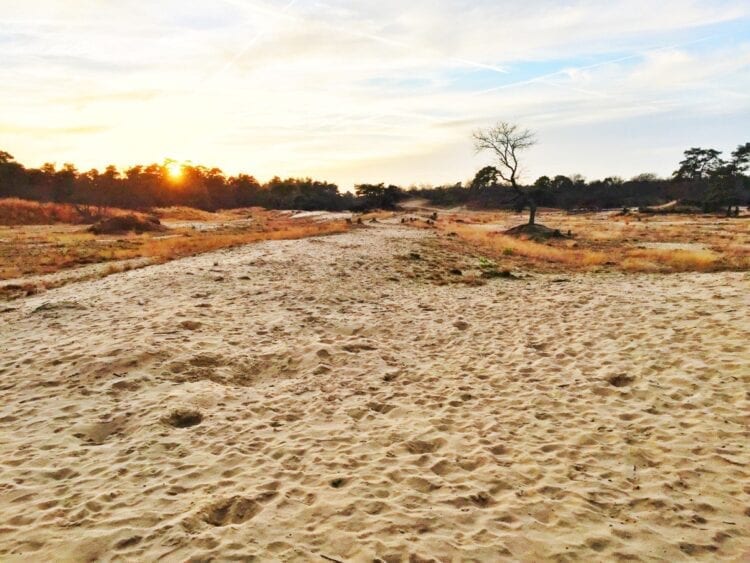 loonse en drunense duinen-The Hike-3