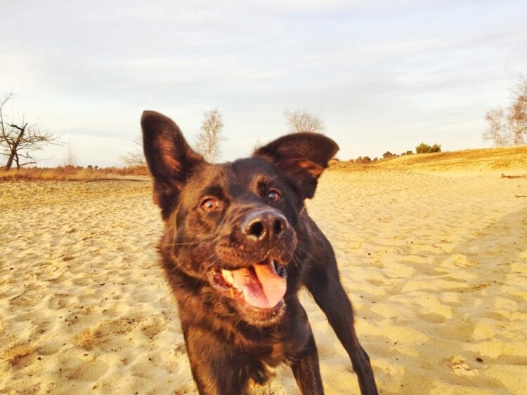 loonse en drunense duinen-The Hike-5