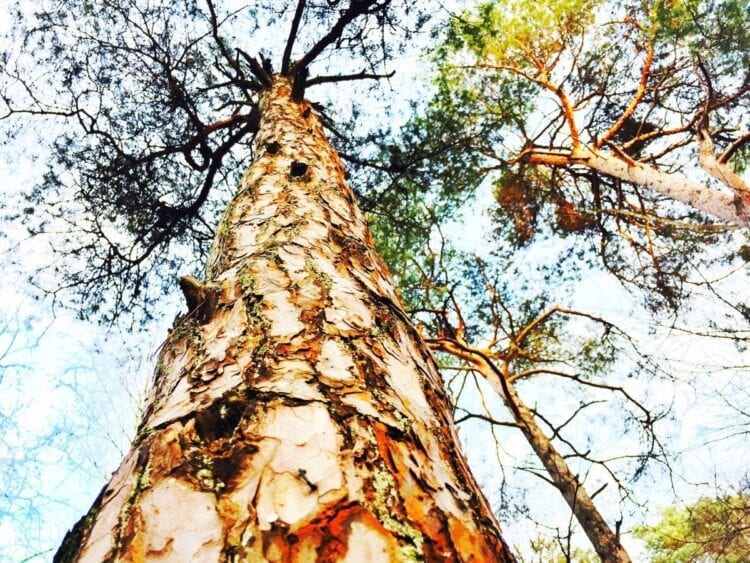 loonse en drunense duinen-The Hike-9