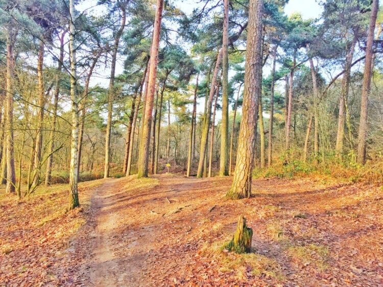 loonse en drunense duinen-The Hike-8