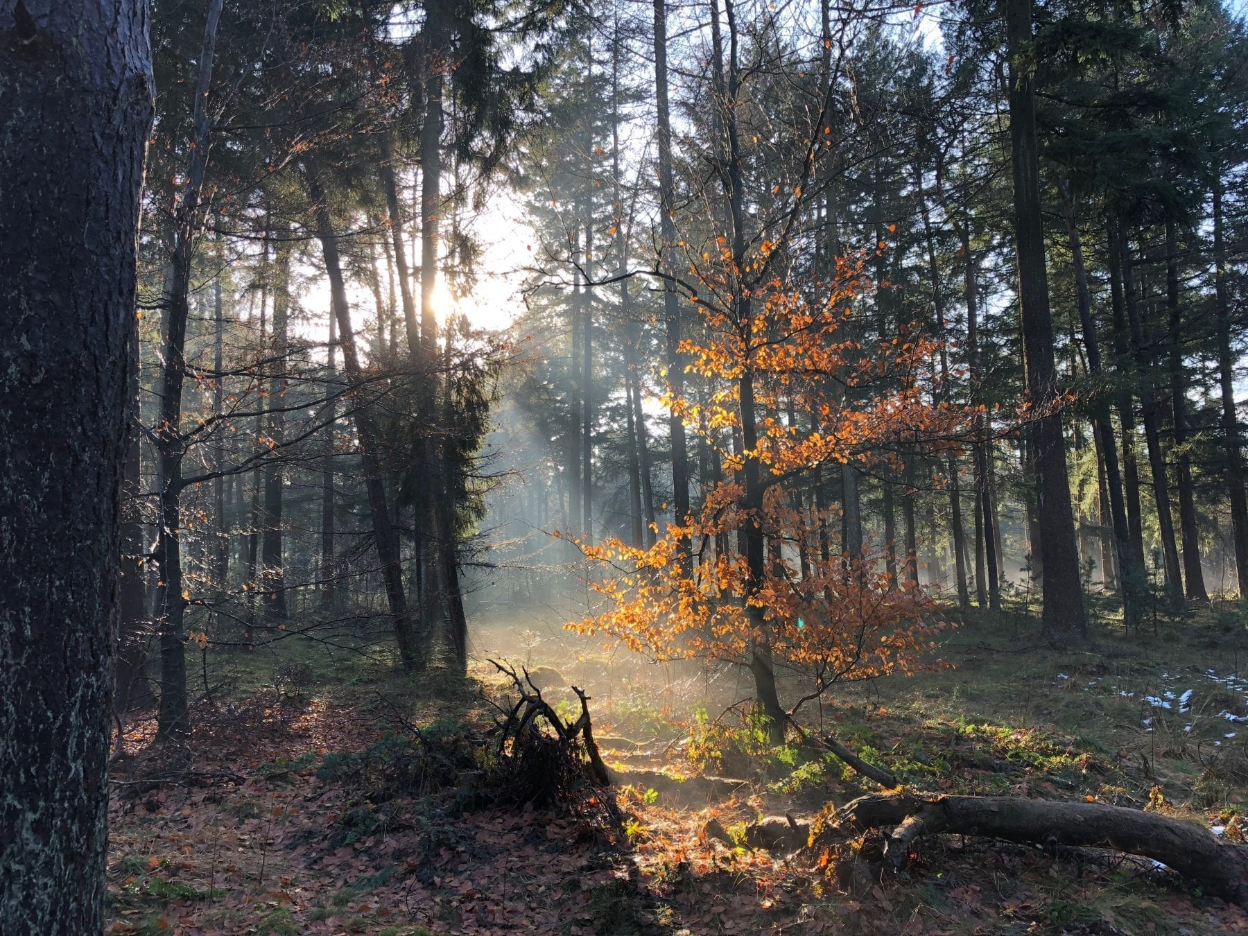 Kampina-5