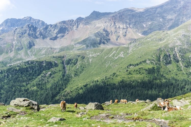 Lienzer Hütte