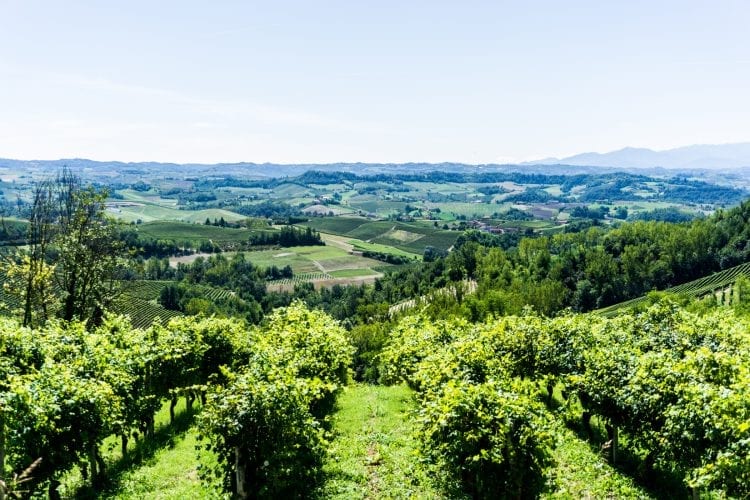 Wijn hike in Barolo