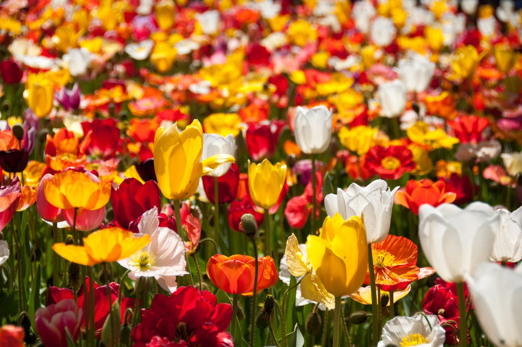 Buitengewone Belevenissen bloemen