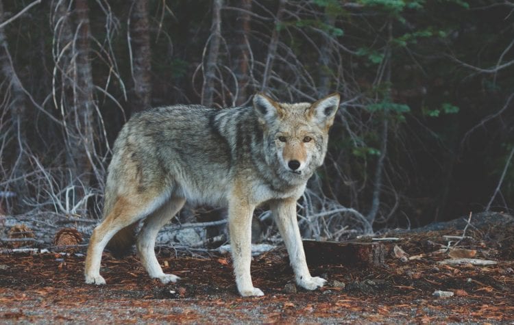 De wolf heeft zich definitief in Nederland gevestigd!