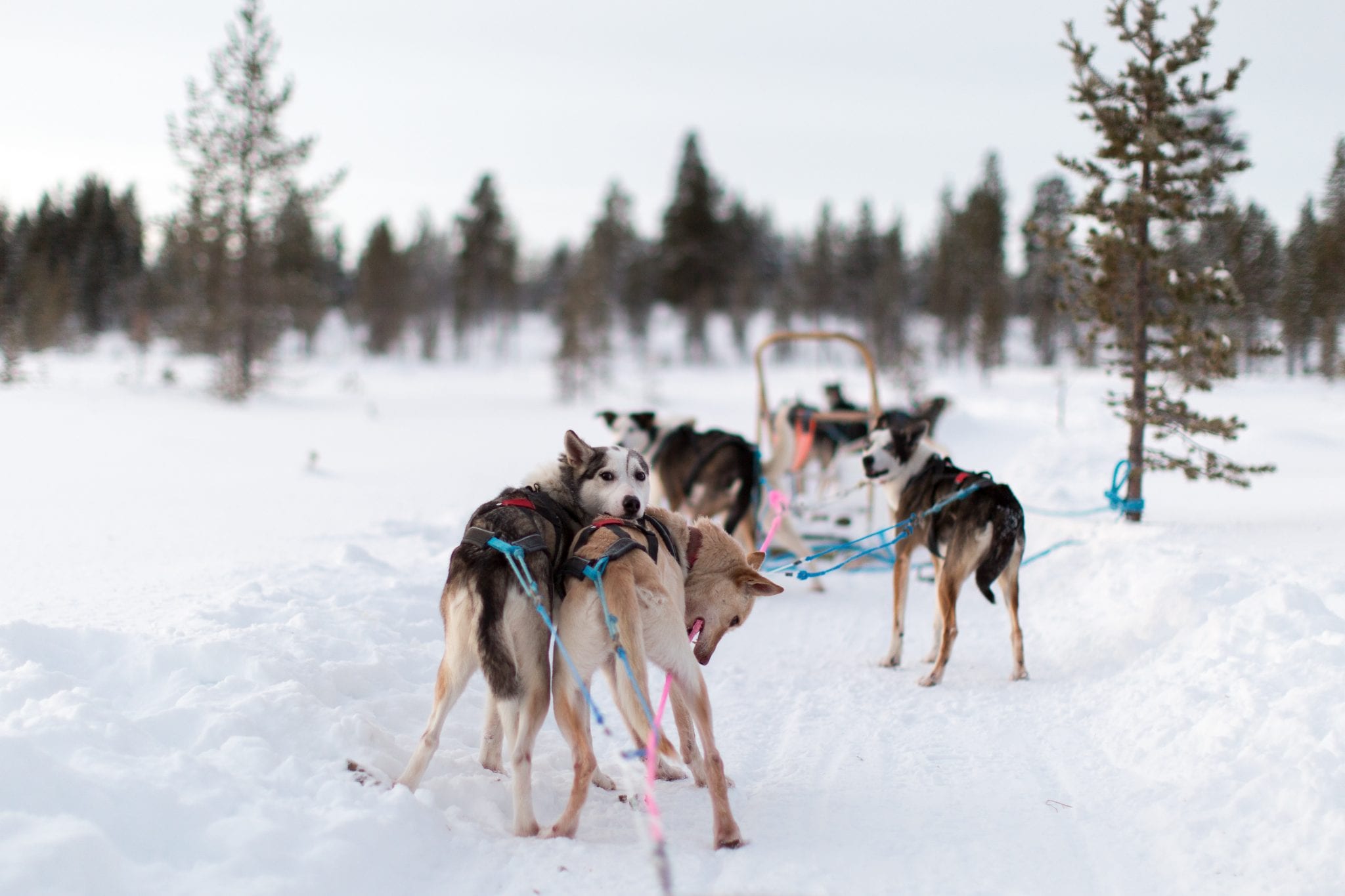 Lapland