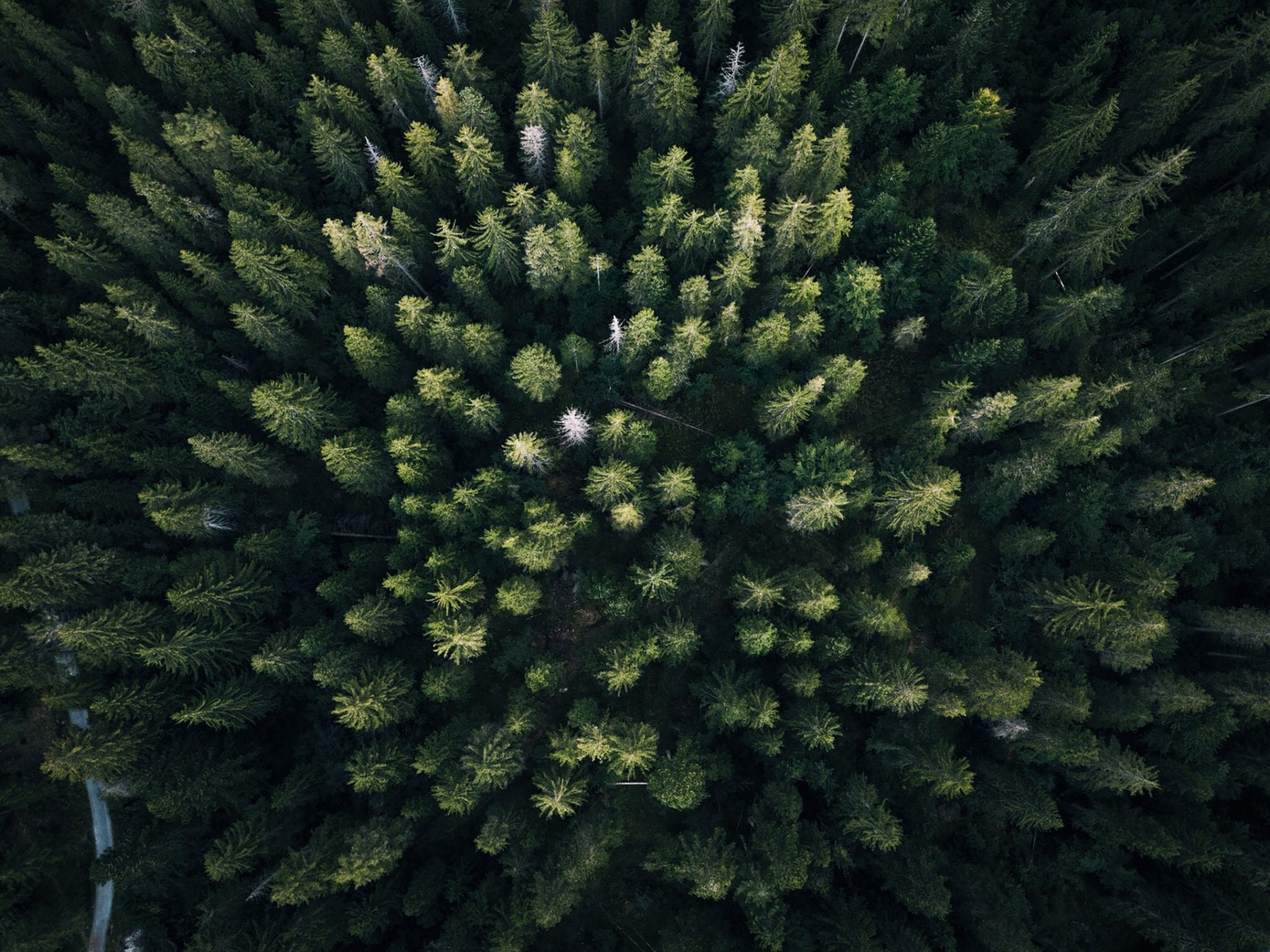 fotograferen met een drone bomen