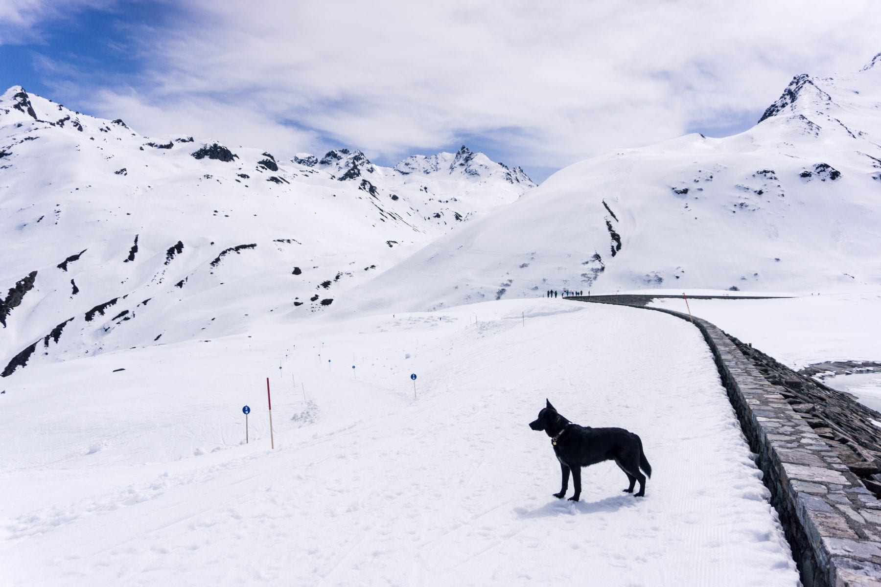 Wandelen met de hond