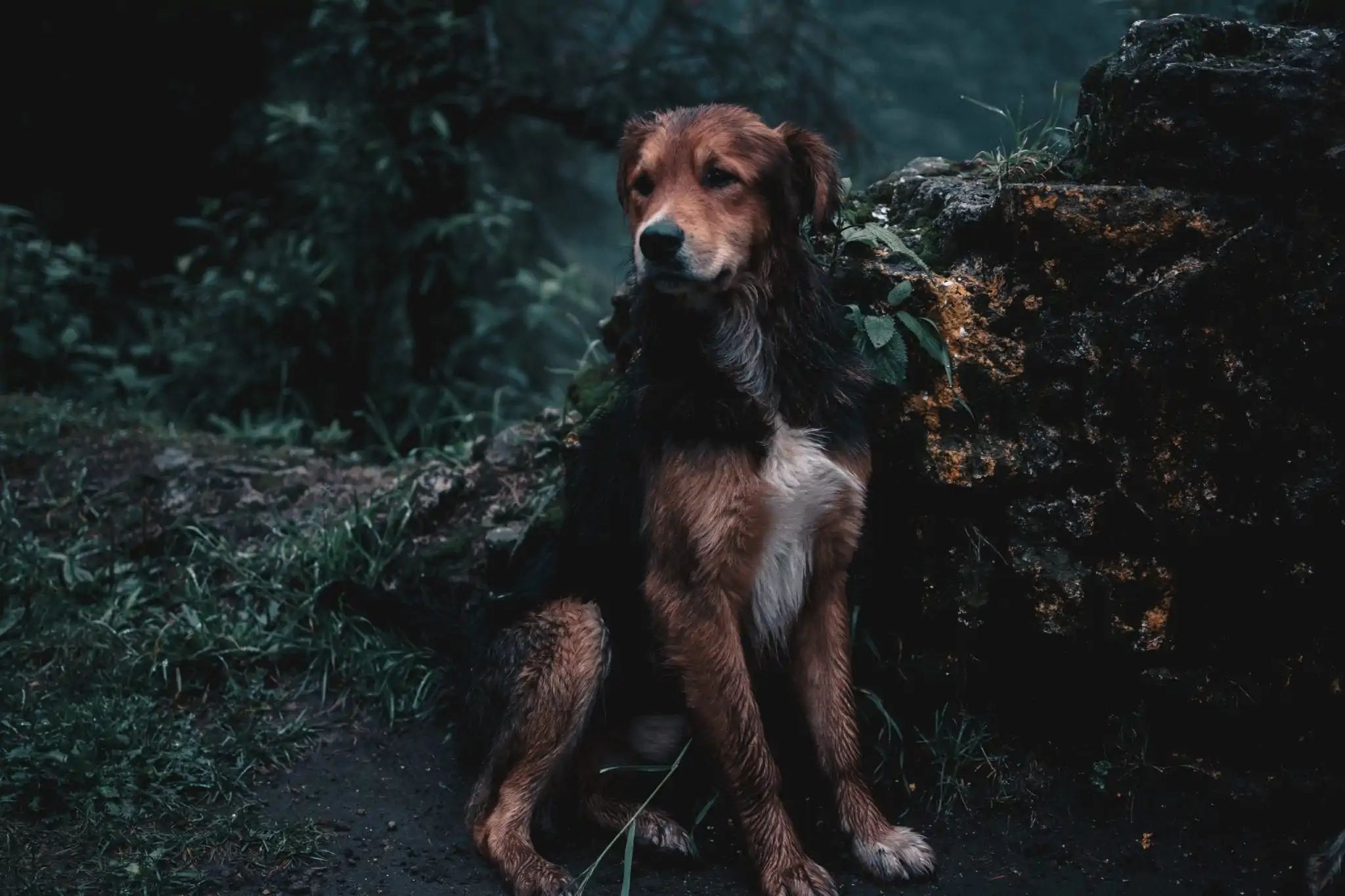 bergwandelen met de hond