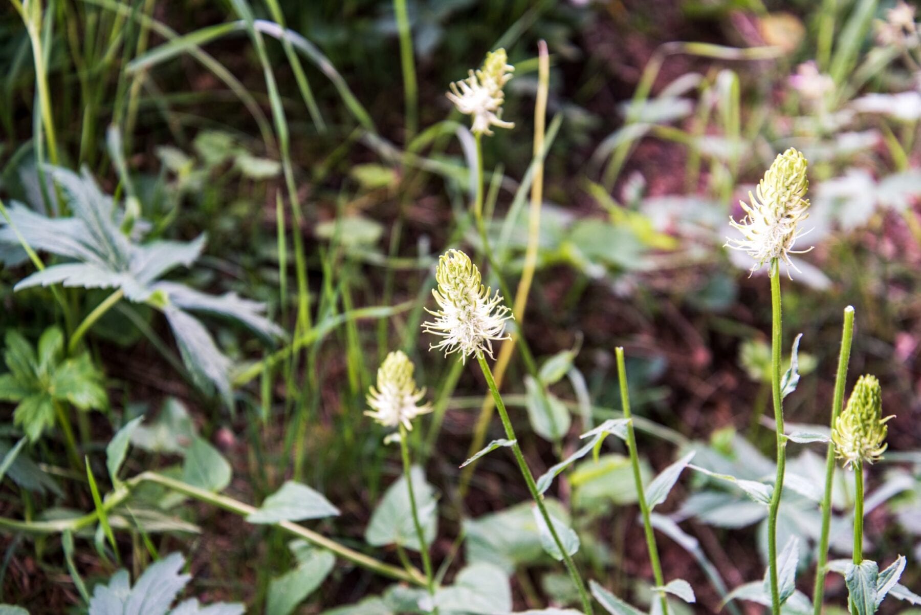 Eetbare planten