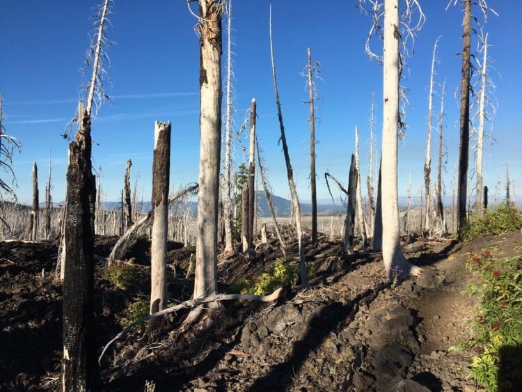 Three Sisters Wilderness bomen