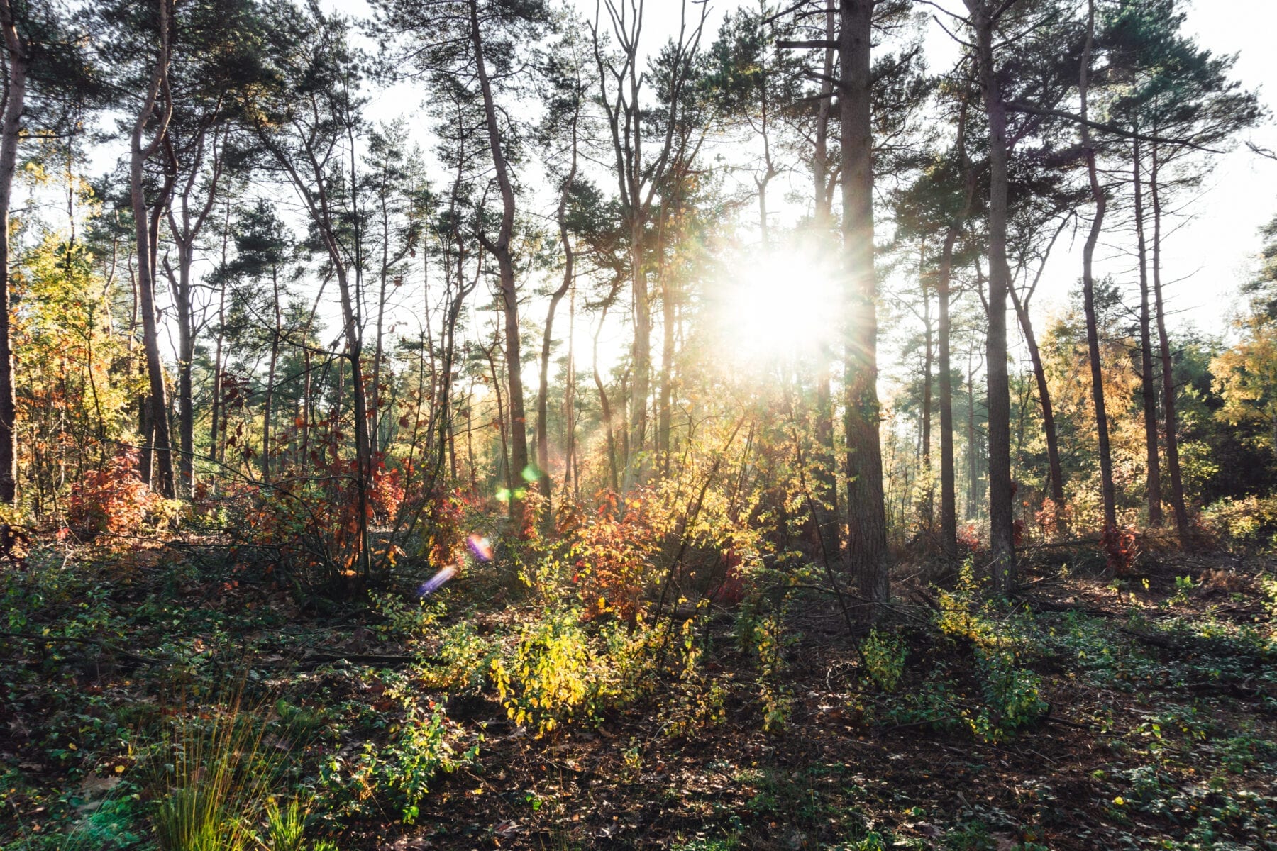 Maasduinen bos