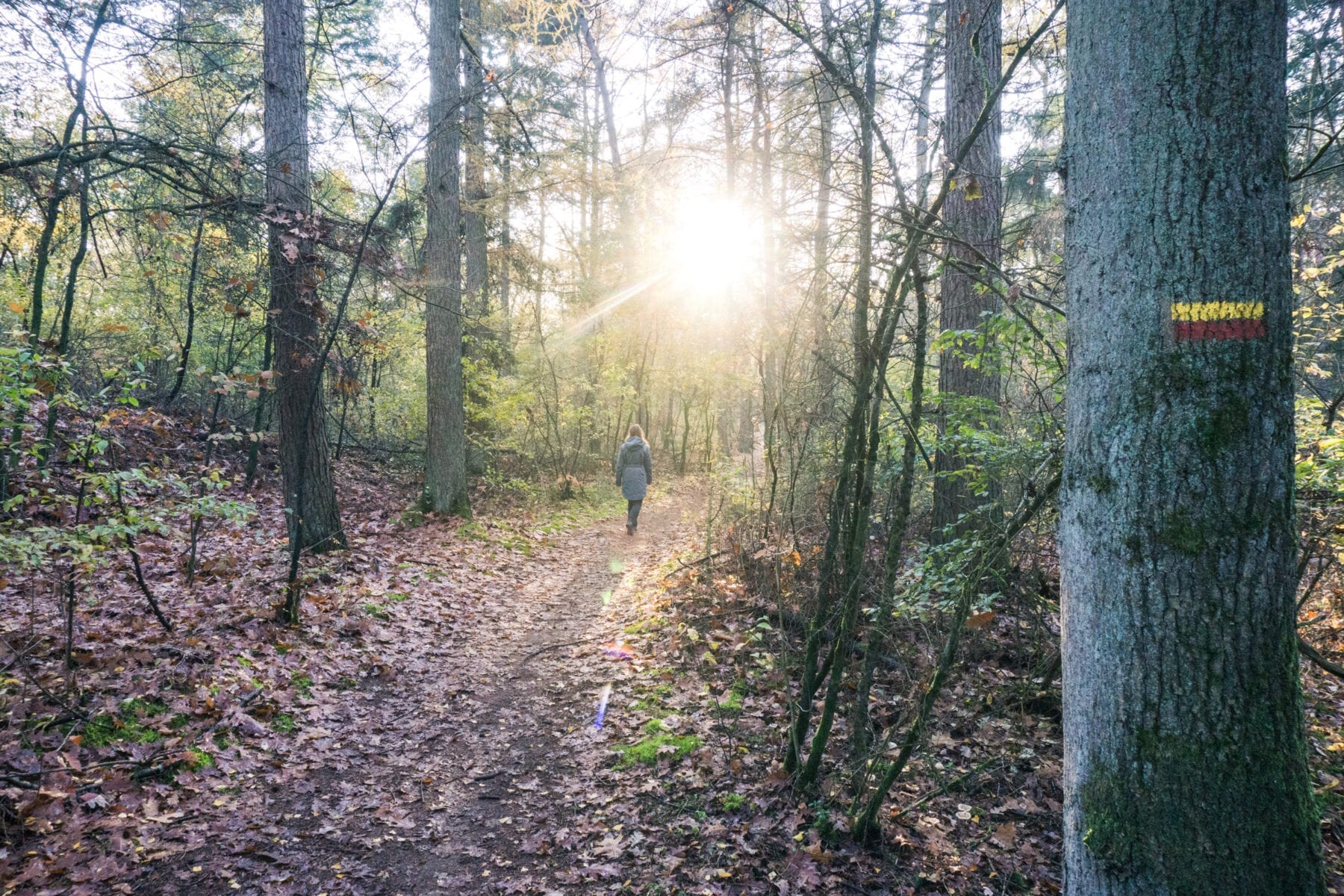 De Maasduinen wandelen