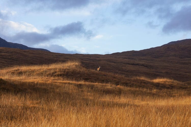 Rannoch Moor