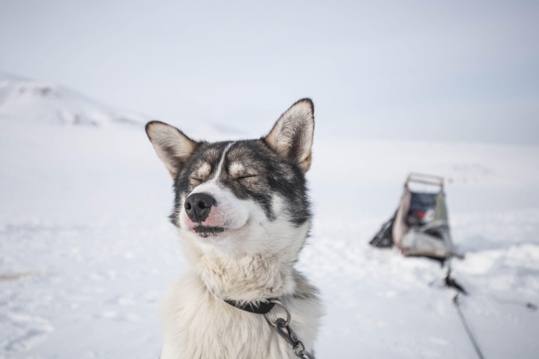 tofste wintersportactiviteiten husky