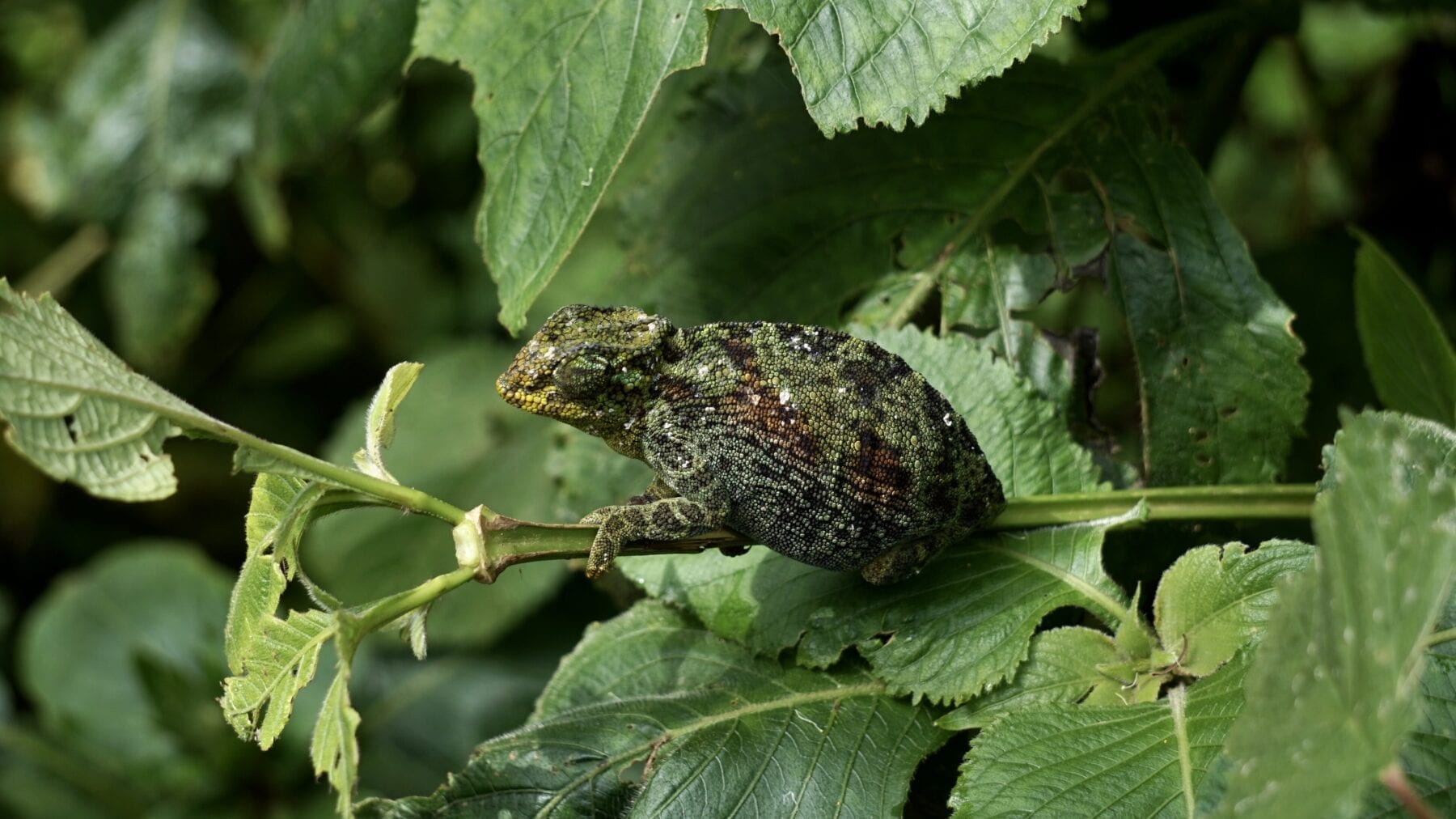 Hiken Rwenzori