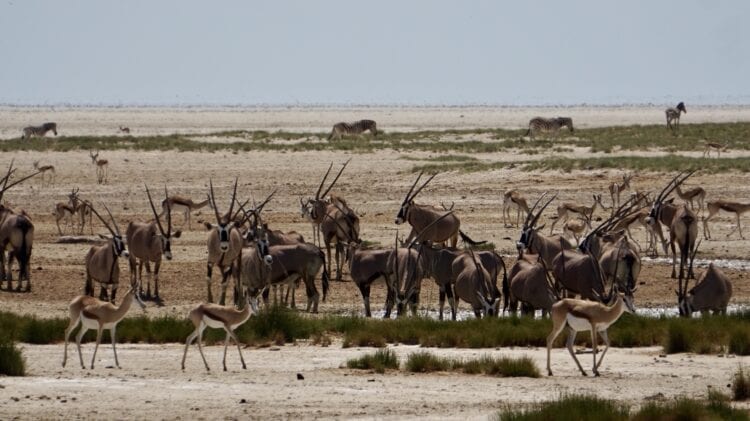 Etosha National Park