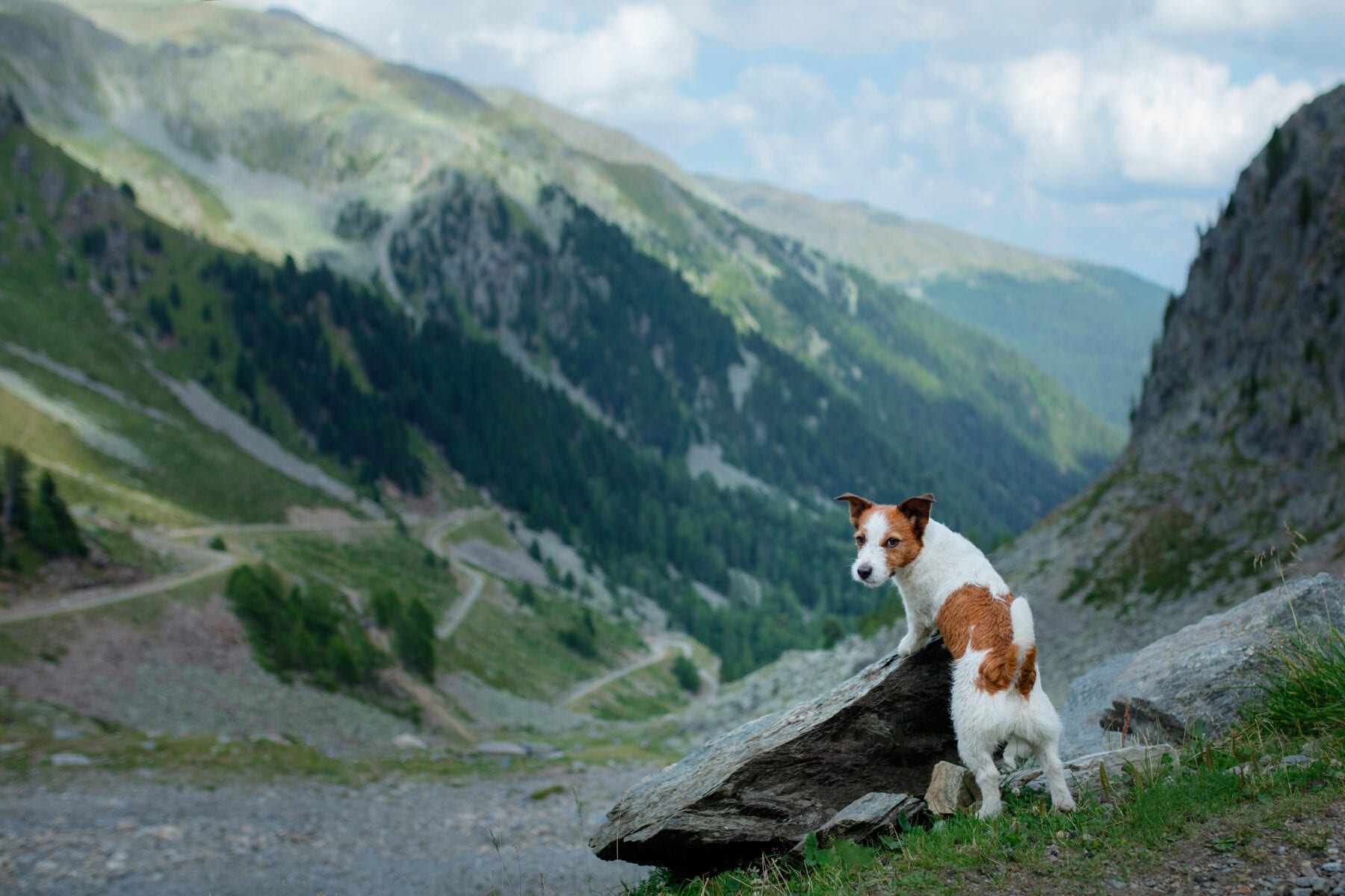 wandelen met de hond bergen