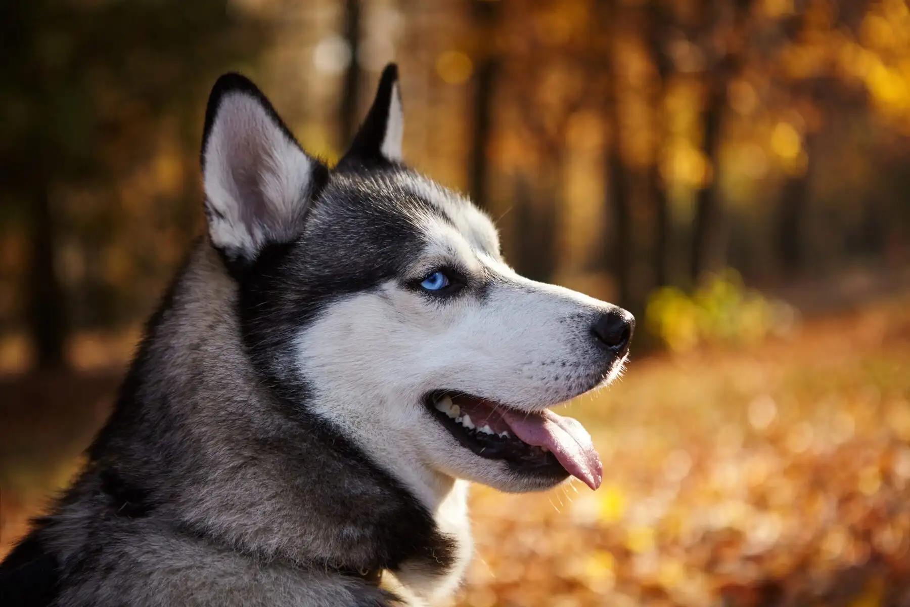 wandelen met de hond bos