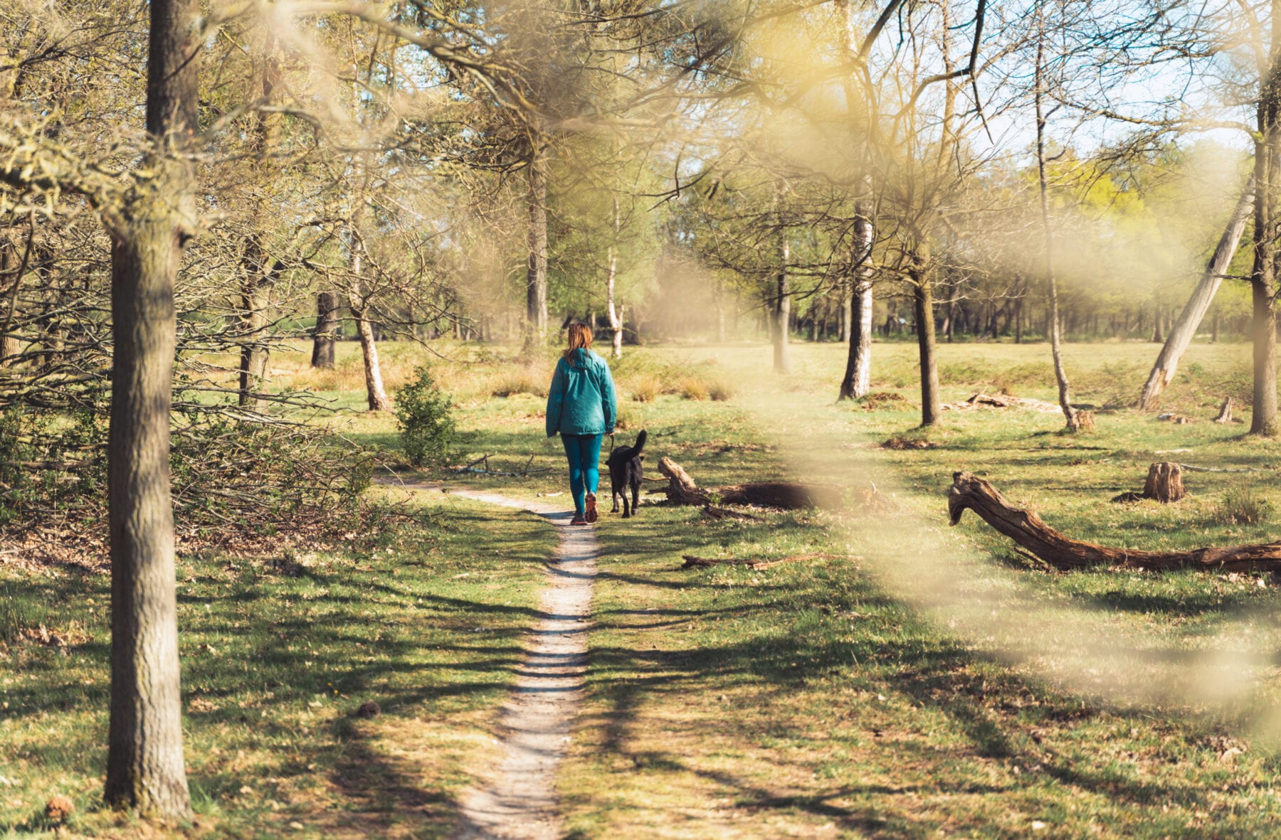 Wandelen met de hond in de Maashorst