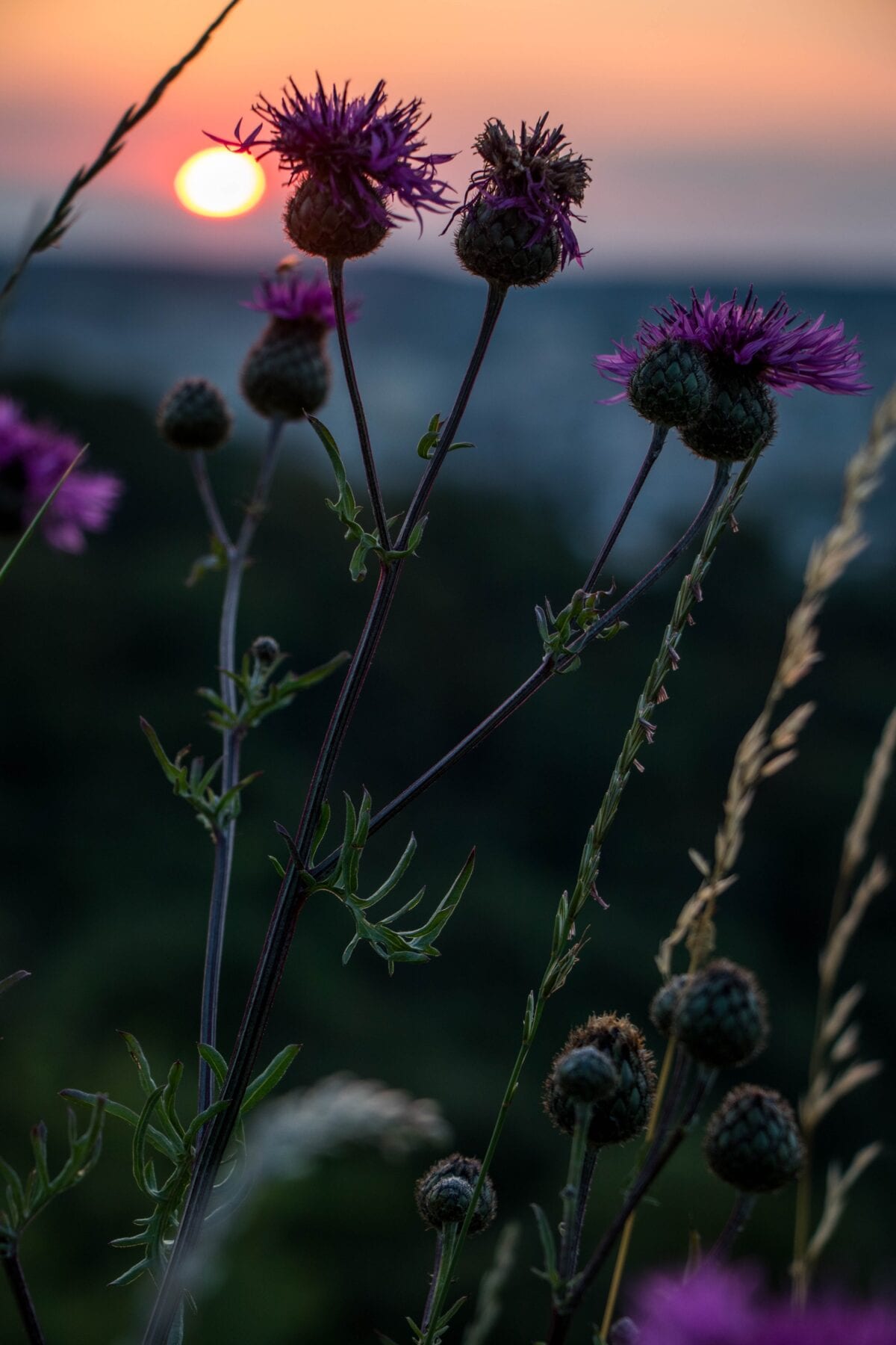 The Flower of Scotland