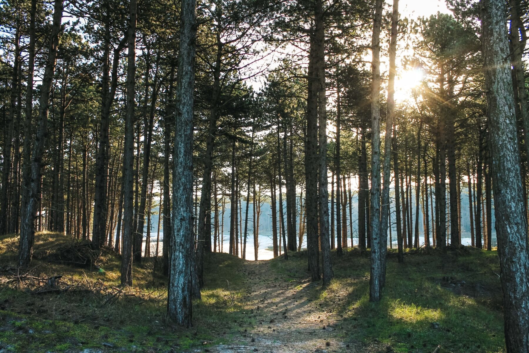 Zeeuwse kust zon door bomen