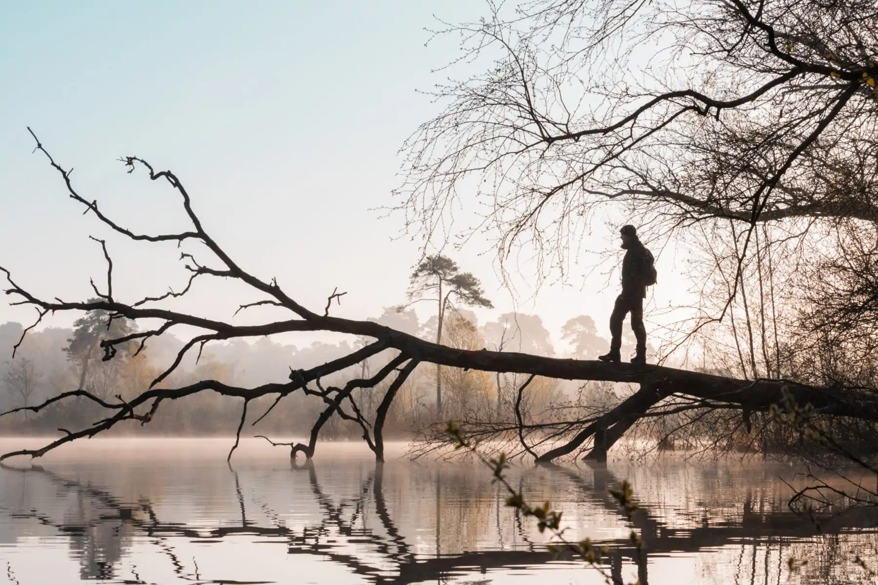 Mooiste wandelingen van Oisterwijkse bossen en vennen