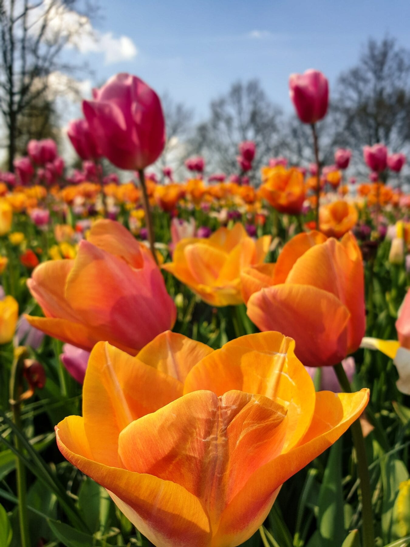 Keukenhof virtueel