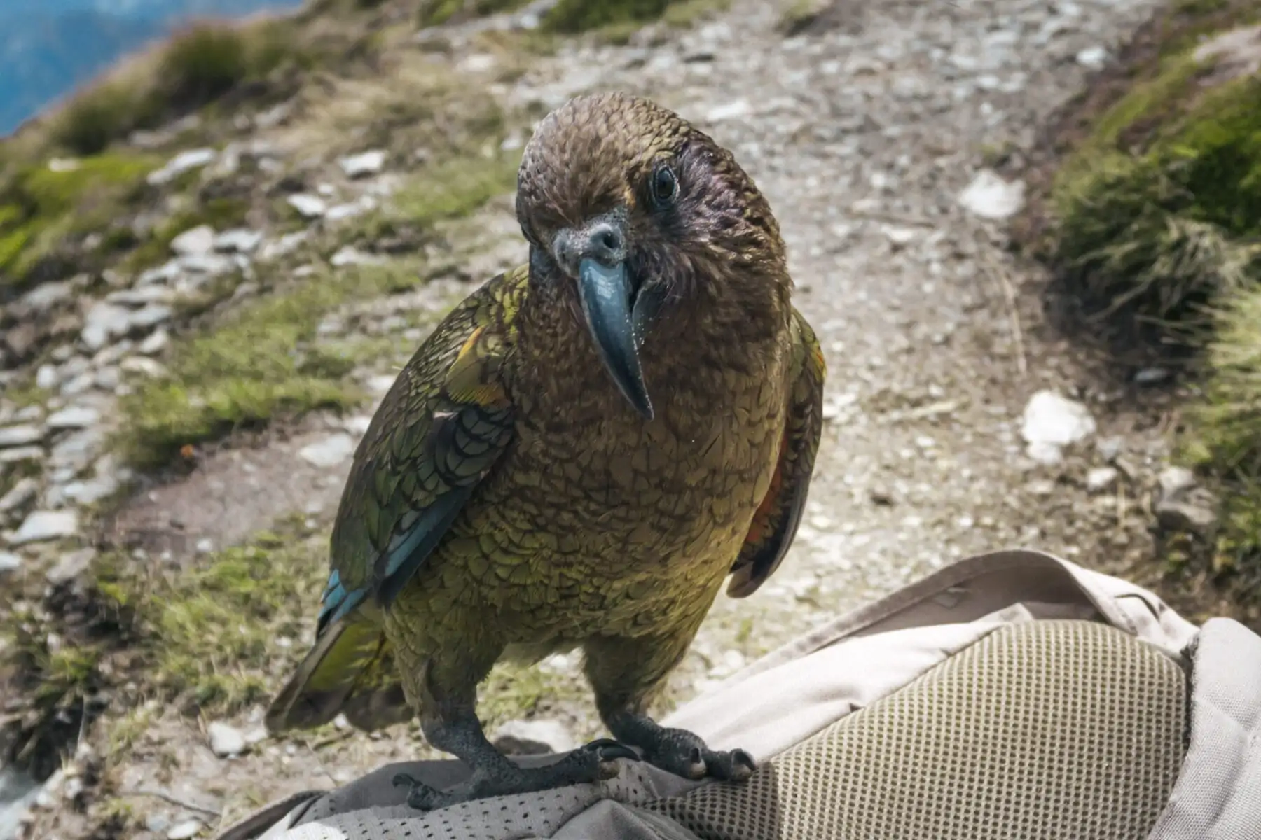 dieren zie je in Nieuw Zeeland in - The Hike