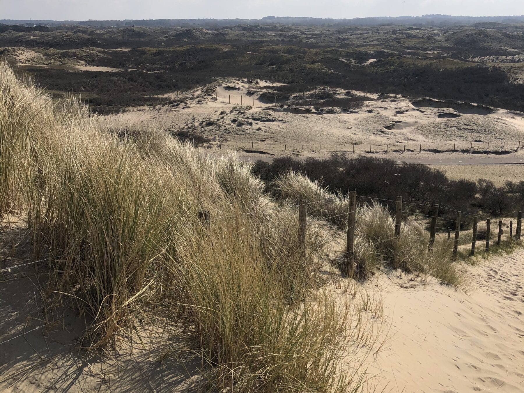 Wandelen Kennemerduinen