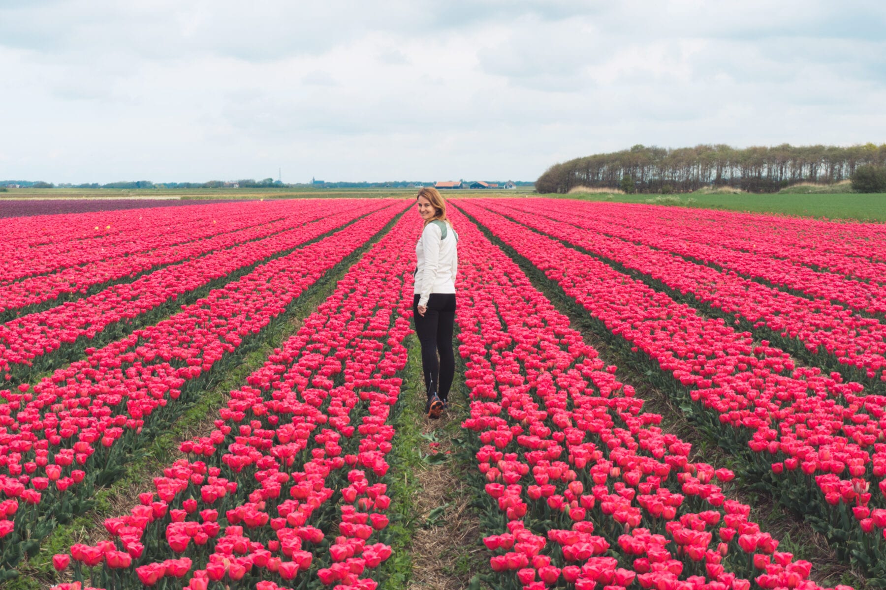 Vakantie naar Texel tulpen