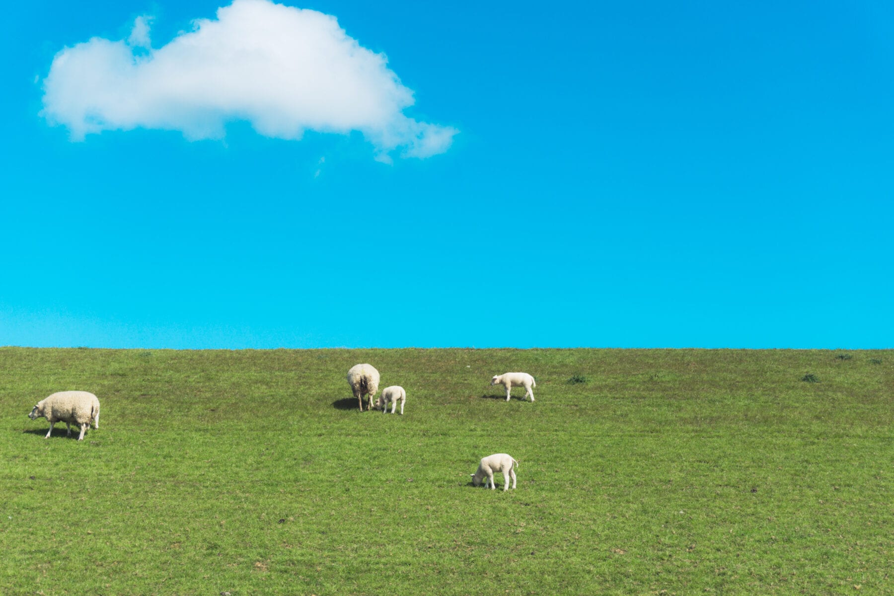 het waddengebied Vakantie naar Texel schapen en lammetjes