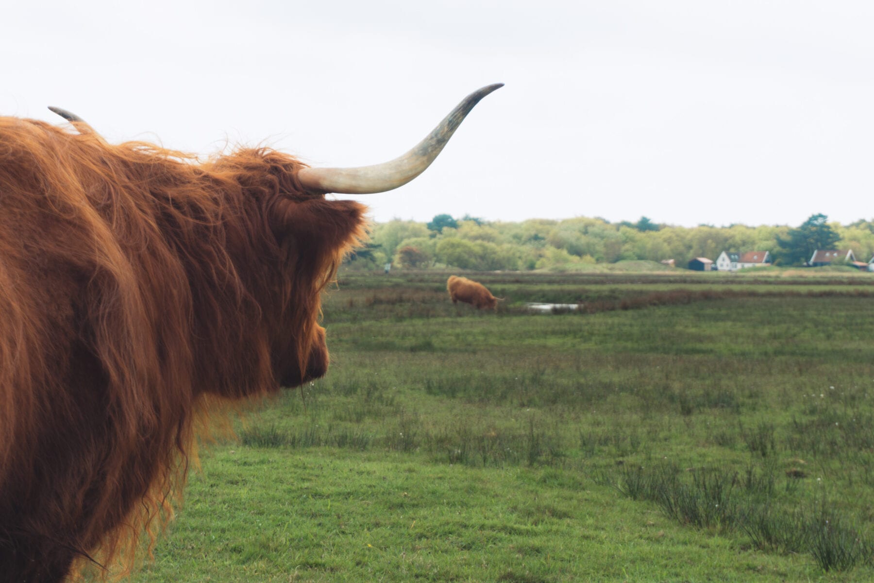 Vakantie naar Texel koe