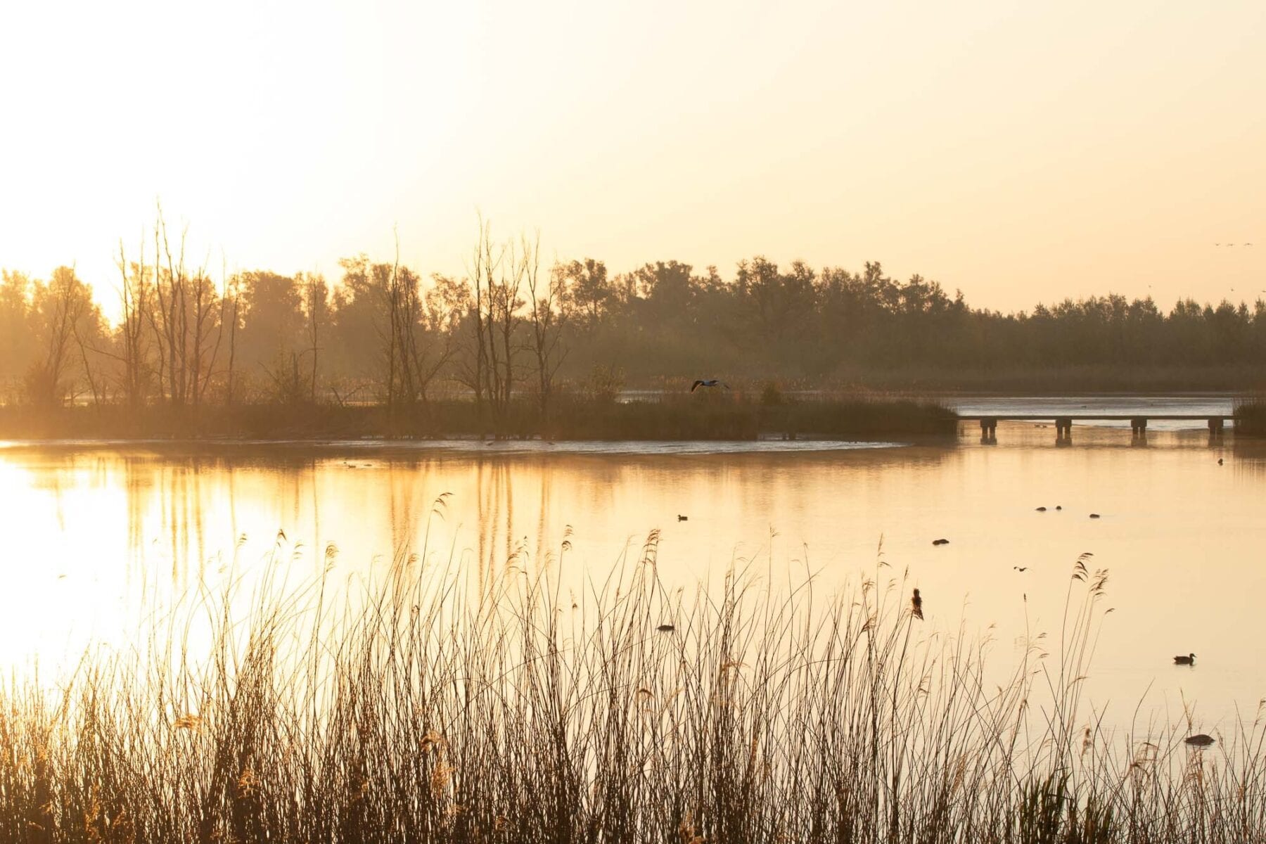 De Biesbosch