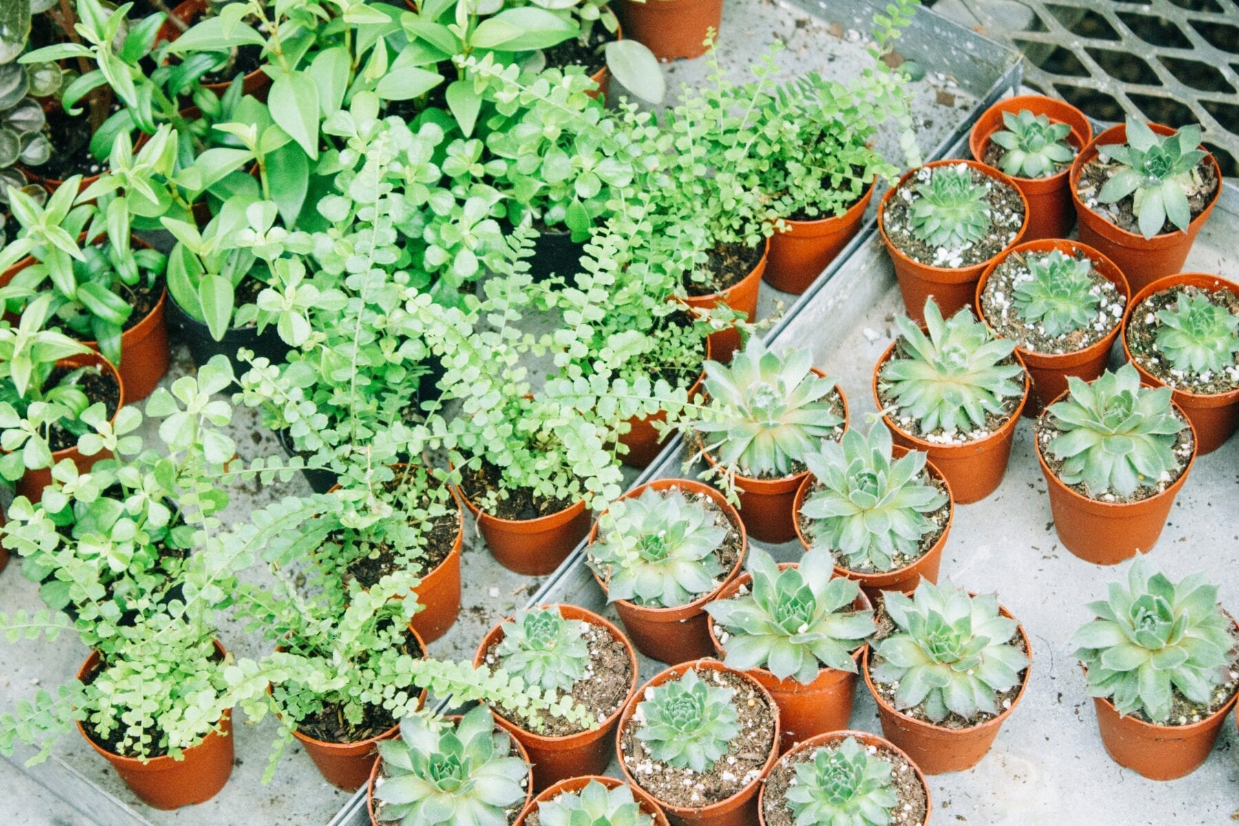 indoor planten gids
