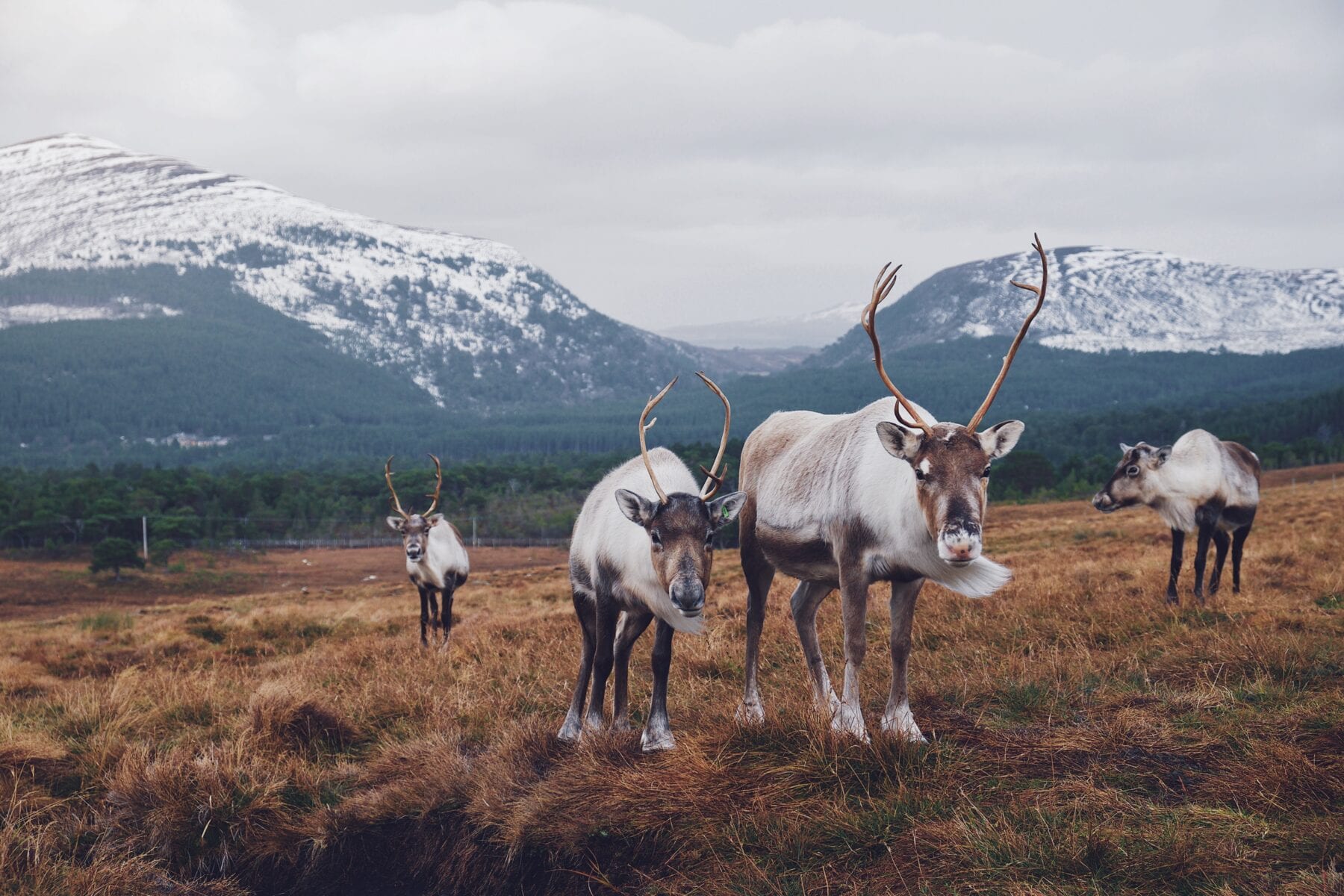 10 mooiste Engelse Nationale Parken Cairngorms