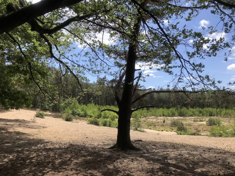 wandelen Utrechtse Heuvelrug