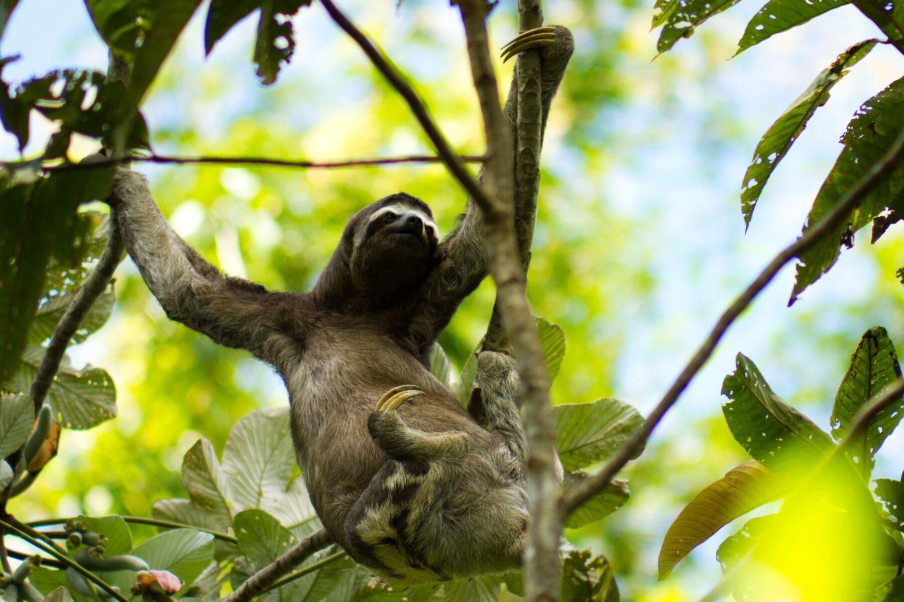 peru biodiversiteit