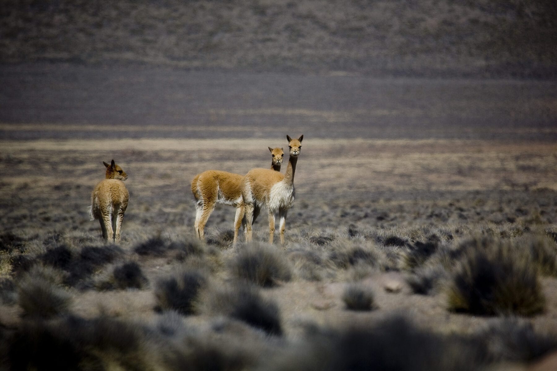 peru biodiversiteit