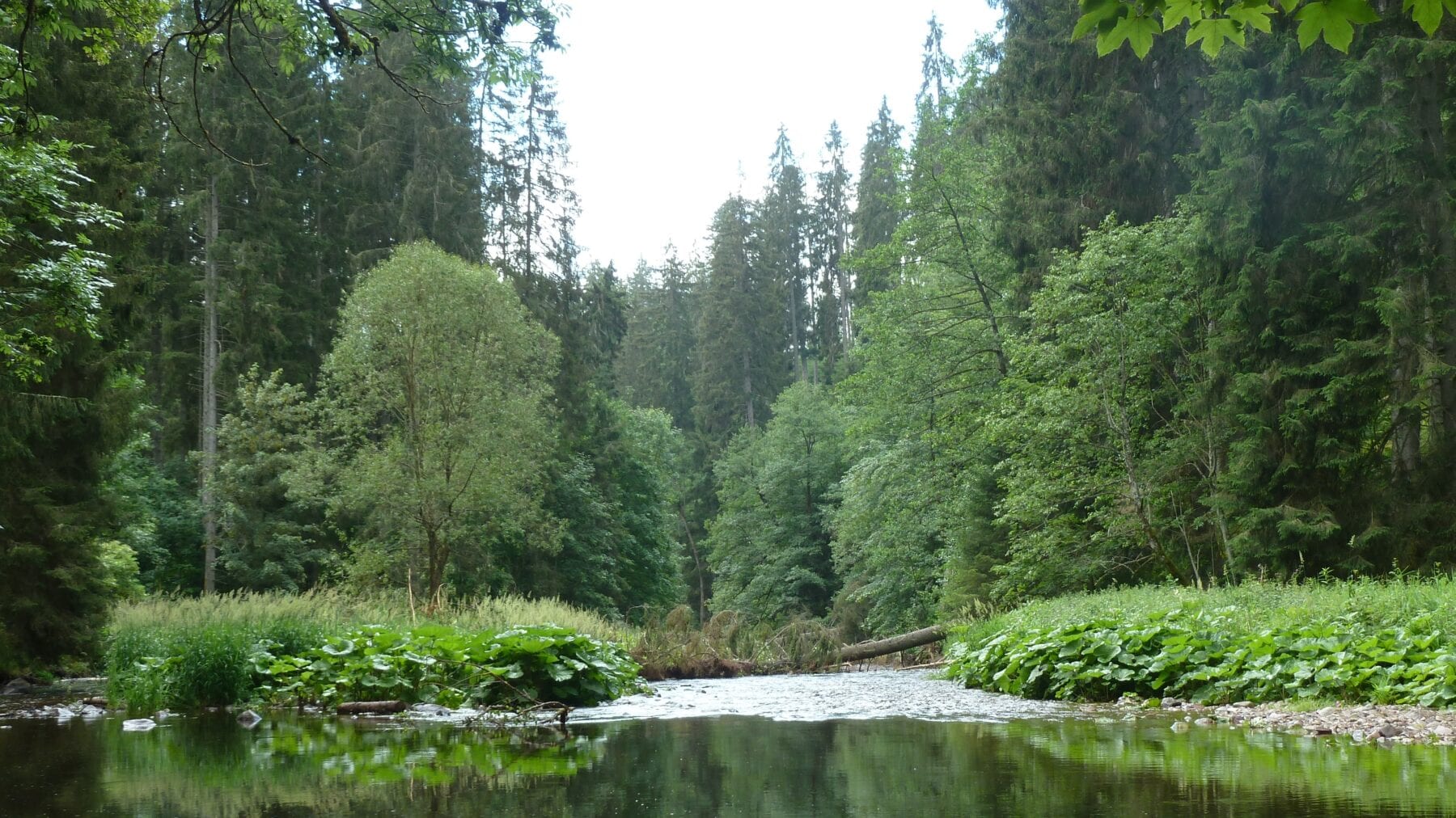 Schluchtensteig