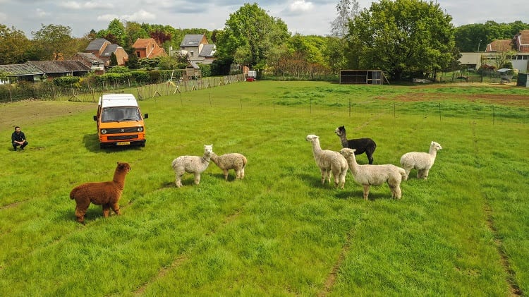 Kamperen tussen de Alpaca's in het Belgische Haacht