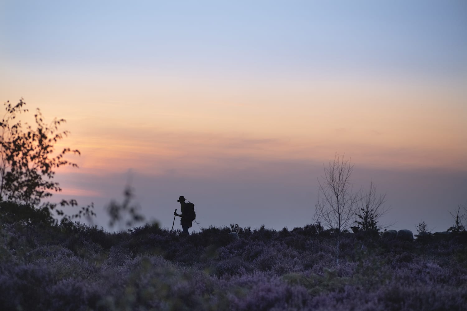 wandelen Sallandse Heuvelrug