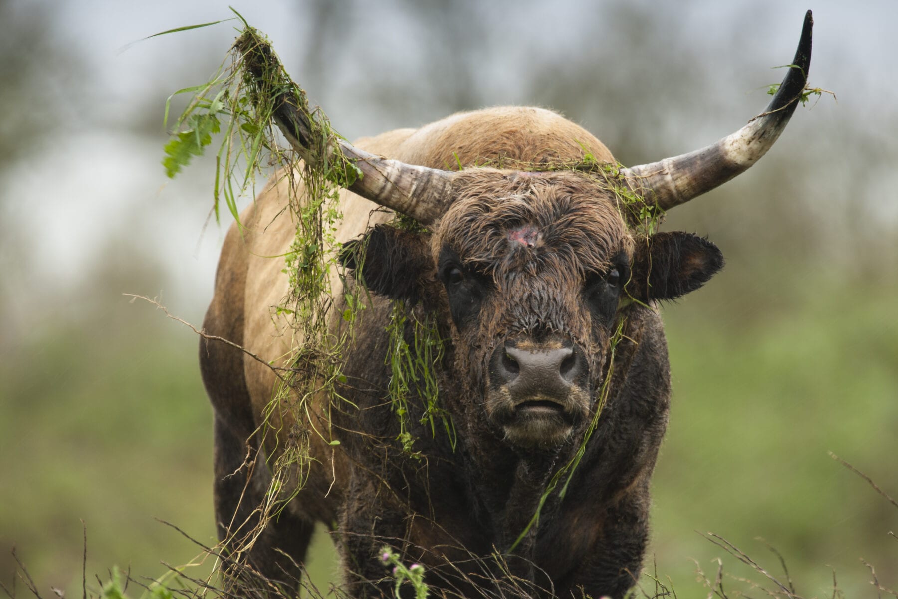 Heckrund in de Oostvaardersplassen Nationaal park Nieuw Land