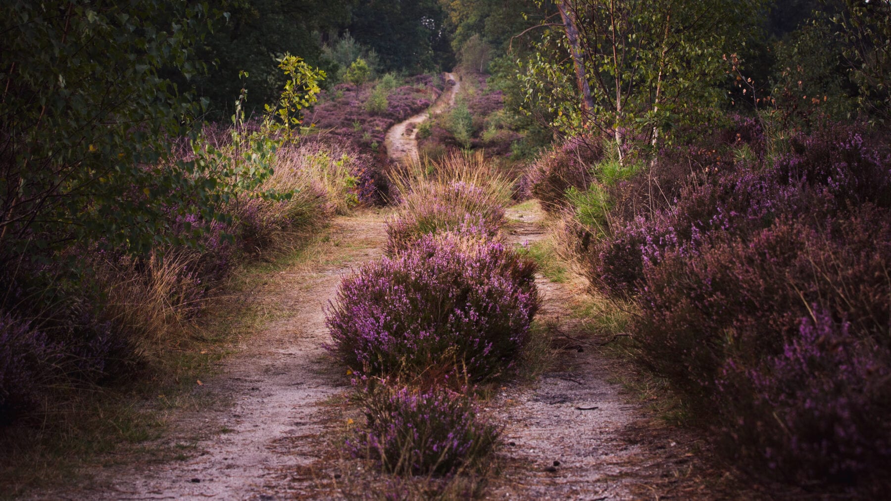 Nationaal Park de Sallandse Heuvelrug foto Ronald Jansen Paarse Heide