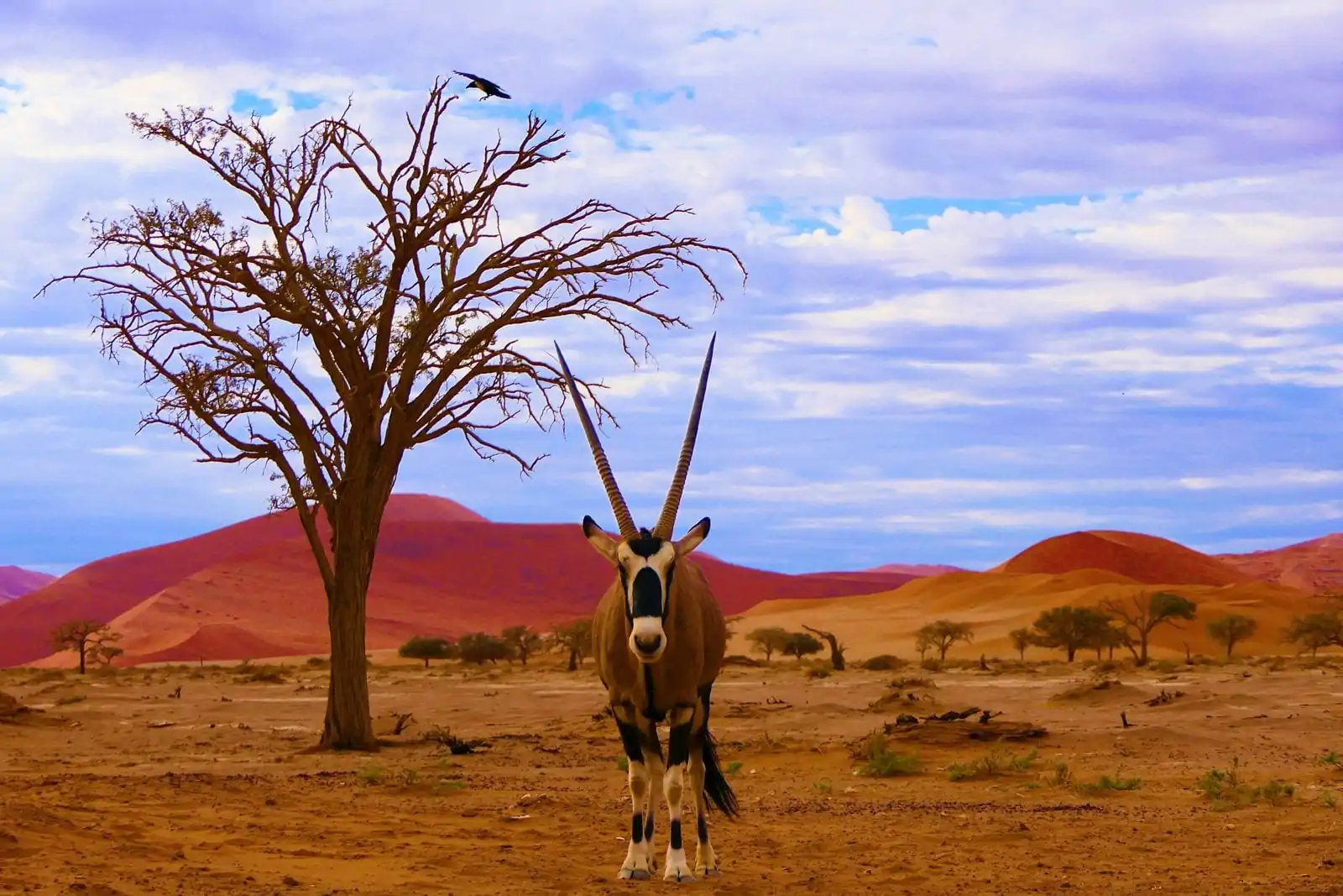 Natuurgebieden Afrika Namibië